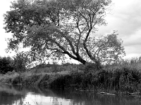 37145CrBwLe - Kayaking on Duffins Creek with Brian Brumwell   Each New Day A Miracle  [  Understanding the Bible   |   Poetry   |   Story  ]- by Pete Rhebergen